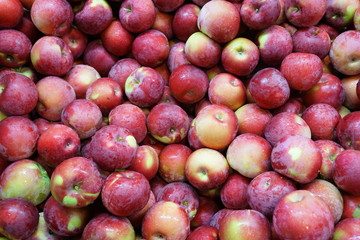 Fresh picked apples background in the harvest season