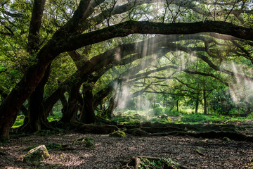 Fujian province lake kasumigaura Yang Guxi banyan tree