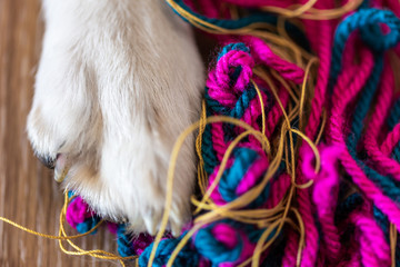 Pfote von einem Hund neben bunter Wolle, Wollfäden neben weißer Hundepfote