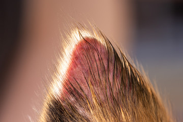 Haarausfall bei einem Hund, Ohr ohne Fell, Krankheit und Infektion