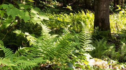 Lot of green fern leaves in the bright sunlight.