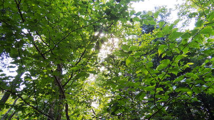Vibrant green treetops in the bright summer sunlight of the Province of Quebec, Canada.