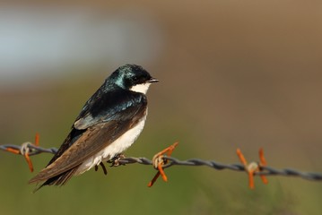 Tree Swallow on Branch