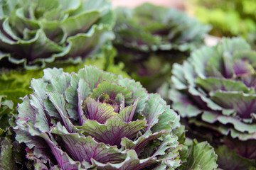 Lettuce, Lactuca sativa, an annual plant of the daisy family, Asteraceae. Agriculture. Healthy green and violet salad plantation and grown in the garden.