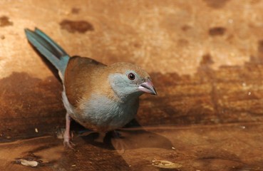 Blue waxbill