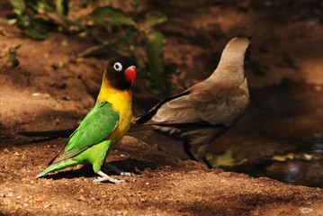 Lovebird