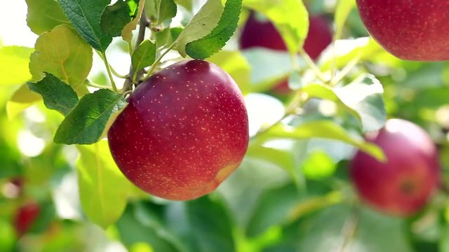 Ripe red apple on plantation against background of green foliage of apple trees.