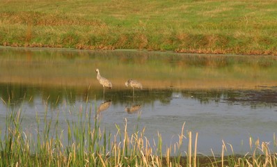 Evening Dip