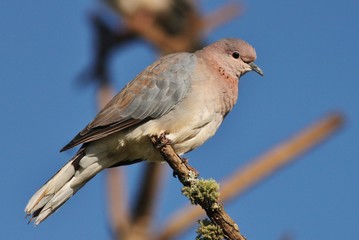 Mourning dove