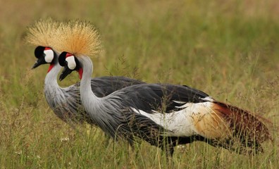 Crowned crane