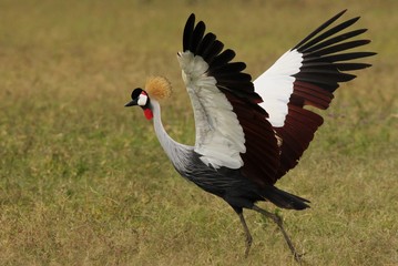 Crowned crane