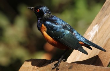 hildebrandt starling