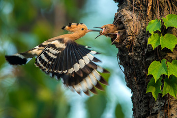 hoopoe