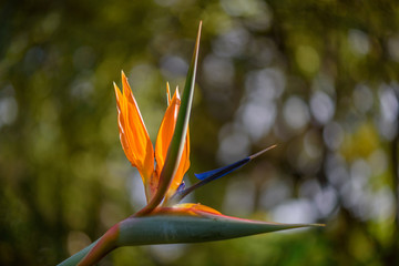 bird of paradise flower