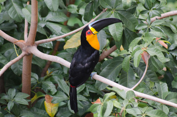 Tucano-de-bico-preto