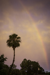 Rainbow over Palm Tree in Florida