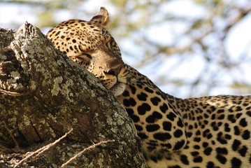 Obraz premium Leopard