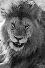 Obraz premium Lion in Serengeti
