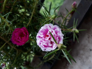Moss Rose also called as Portulaca grandiflora, Indian table rose, 9 o'clock flower, rose moss, ten o'clock, Mexican rose, sun rose, rock rose