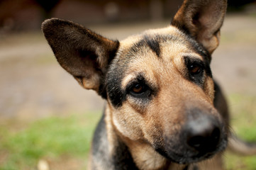 Close of the dog look