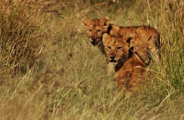 Lion cubs Serengeti