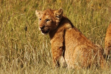Lion cubs Serengeti