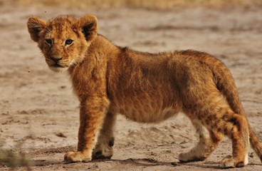 Lion cubs Serengeti