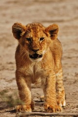 Fototapeta na wymiar Lion cubs Serengeti