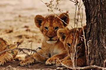 Lion cubs Serengeti