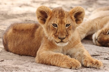 Naklejka na ściany i meble Lion cubs in Serengeti