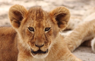 Lion cubs in Serengeti