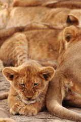 Obraz na płótnie Canvas Lion cubs in Serengeti