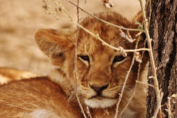 Lion cubs in Serengeti