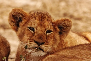 Lion cubs in Serengeti