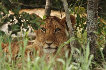 Lion cubs in Serengeti
