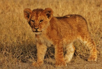 Lion Cubs Serengeti