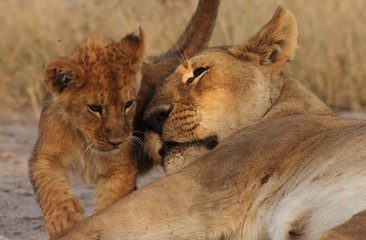 Obraz na płótnie Canvas Lion Cubs Serengeti