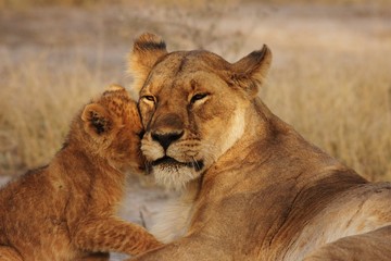 Lion Cubs Serengeti