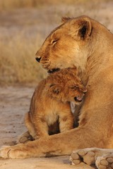 Lion Cubs Serengeti