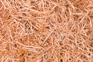 closeup of thin wooden shavings background 