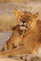 Fototapeta na wymiar Lion Cubs Serengeti