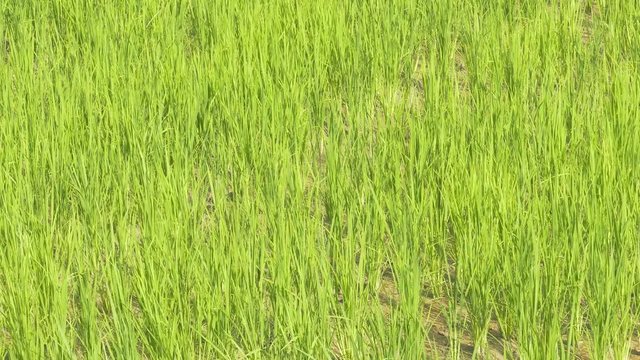 green paddy farm