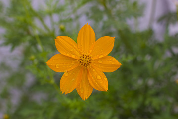 Flower yellow  - Flor amarela