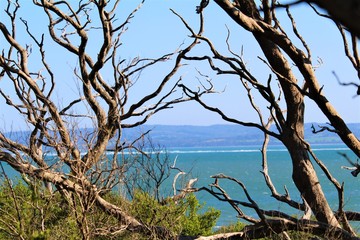 Lookout through tree to Westernport Bay from Phillip Island, Australia