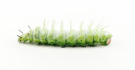 The caterpillar (Attacus atlas) isolated on a white background.