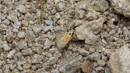 Camouflage in the Himalaya, close up a butterfly blending into the rocks