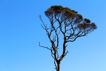 Australian Bush Tree on Phillip Island, Australia