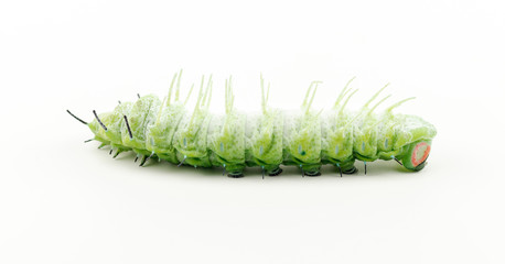 The caterpillar (Attacus atlas) isolated on a white background.