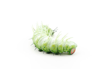 The caterpillar (Attacus atlas) isolated on a white background.
