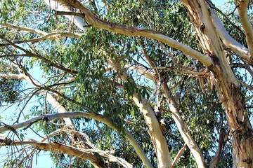 Eucalyptus Tree on Phillip Island, Australia